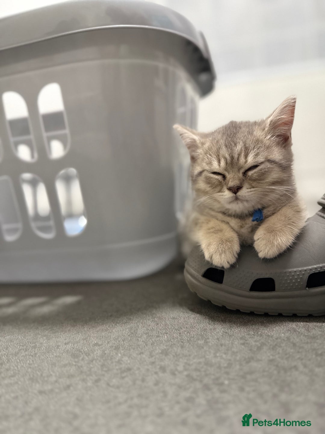 British Shorthair cats for sale: BSH Kitten Bean - Image 37
