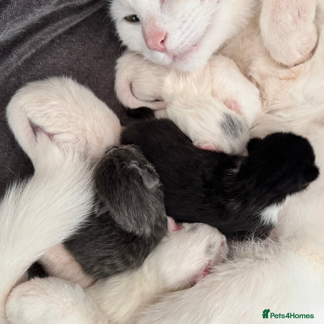 Mixed Breed cats for sale: 4 Lovely Kittens Almost Ready For Adoption - Advert 9