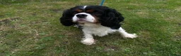 Cavalier King Charles Spaniel dogs for stud: Cavalier king Charles for stud proven  - Advert 2