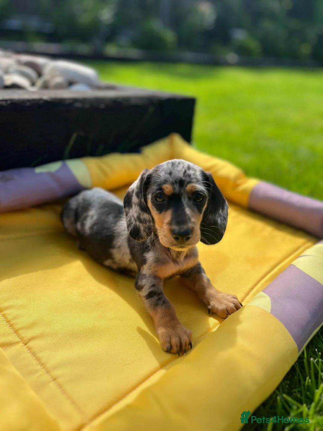 Miniature Dachshund dogs for sale: MINIATURE DACHSHUND PUPPIES - Advert 5