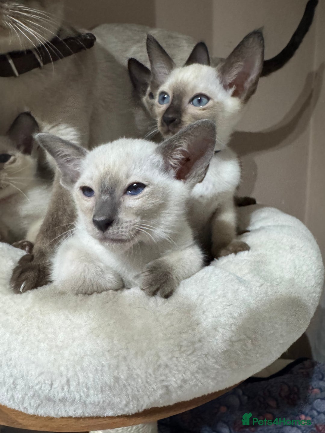 Siamese cats for sale: 5 affectionate adorable Siamese kittens ready now - Image 11