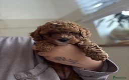 Cavapoo dogs for sale: 💫 TOY CAVAPOO PUPPYS HEALTH TESTED 💫  - Image 9