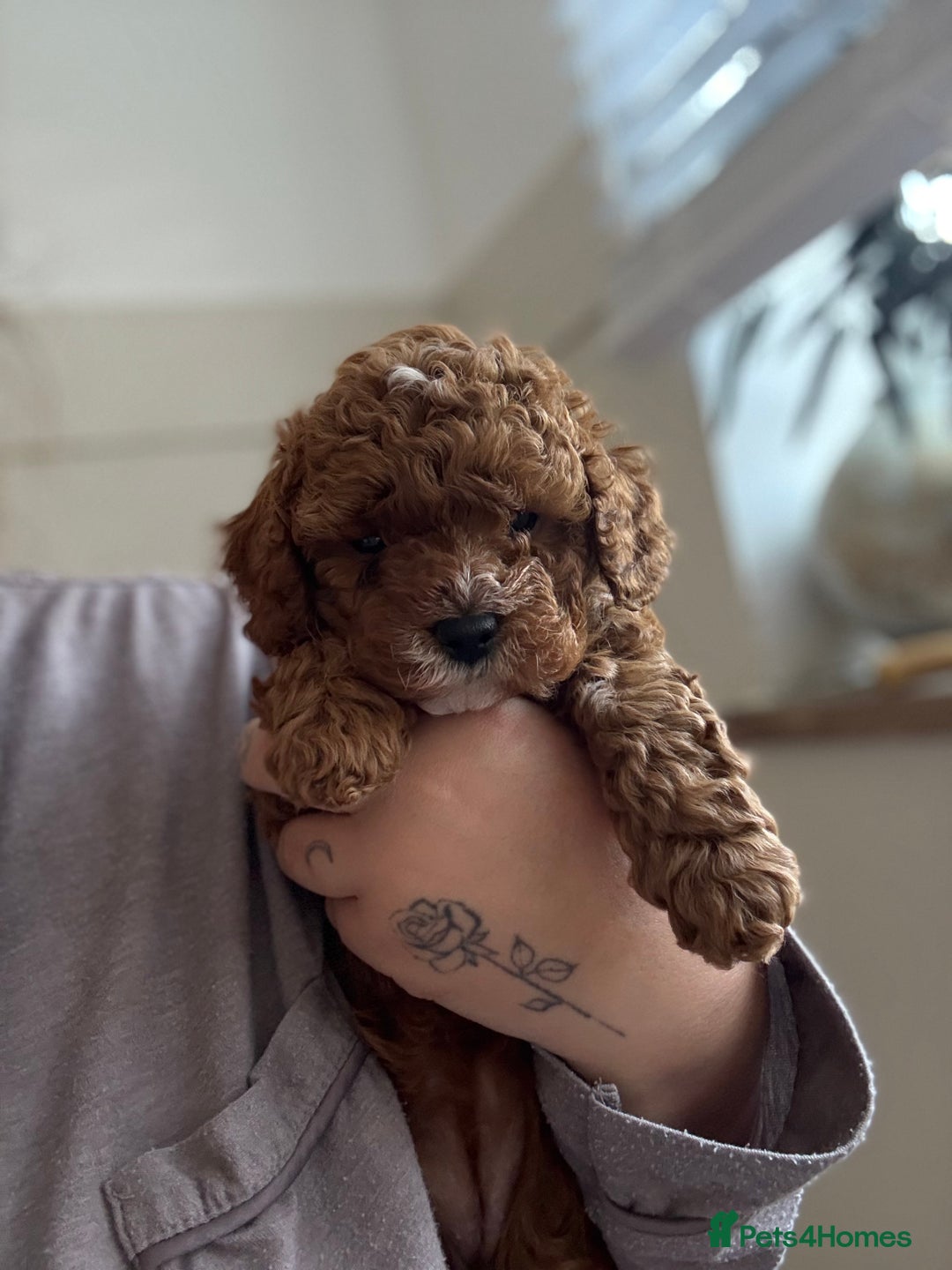 Cavapoo dogs for sale: 💫 TOY CAVAPOO PUPPYS HEALTH TESTED 💫  - Image 9