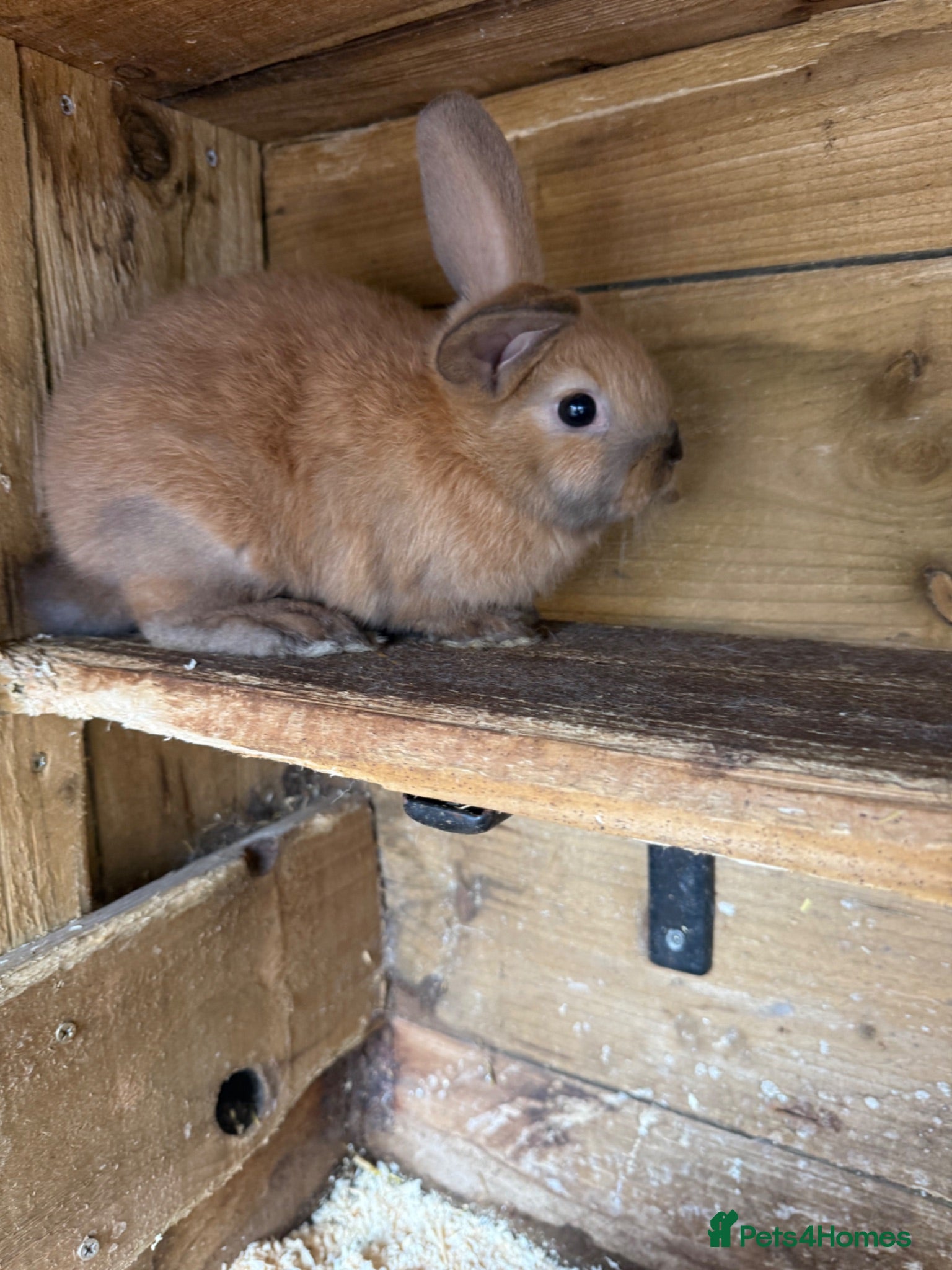 Mini Lop rabbits 2 x mini lop does - ready to leave now  - Advert 1