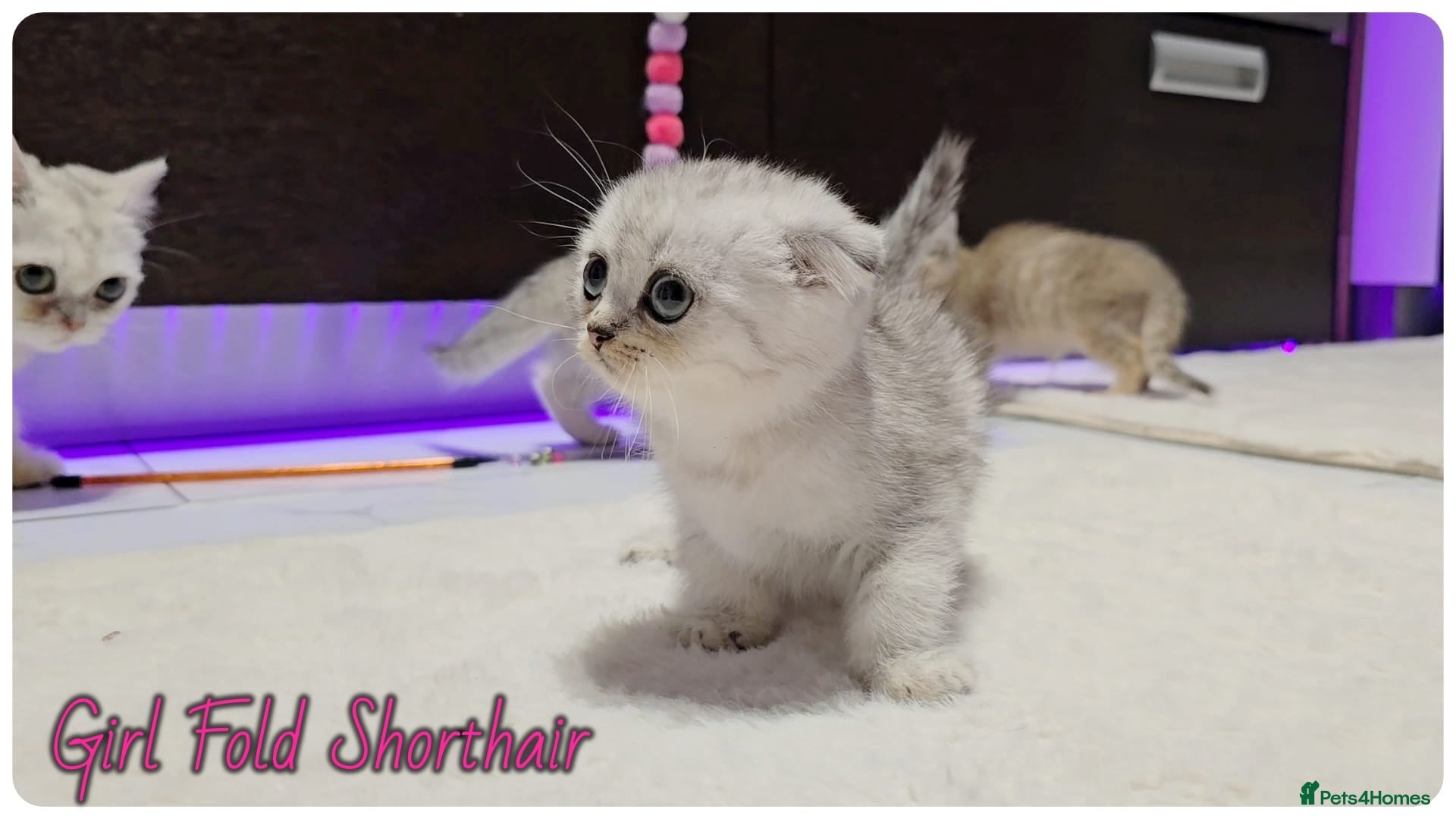 Scottish Fold cats Scotish fold kittens - Advert 3