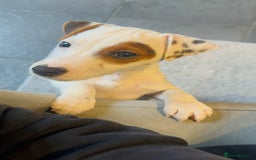 Jack Russell dogs for sale: Jack Russell  - Image 3