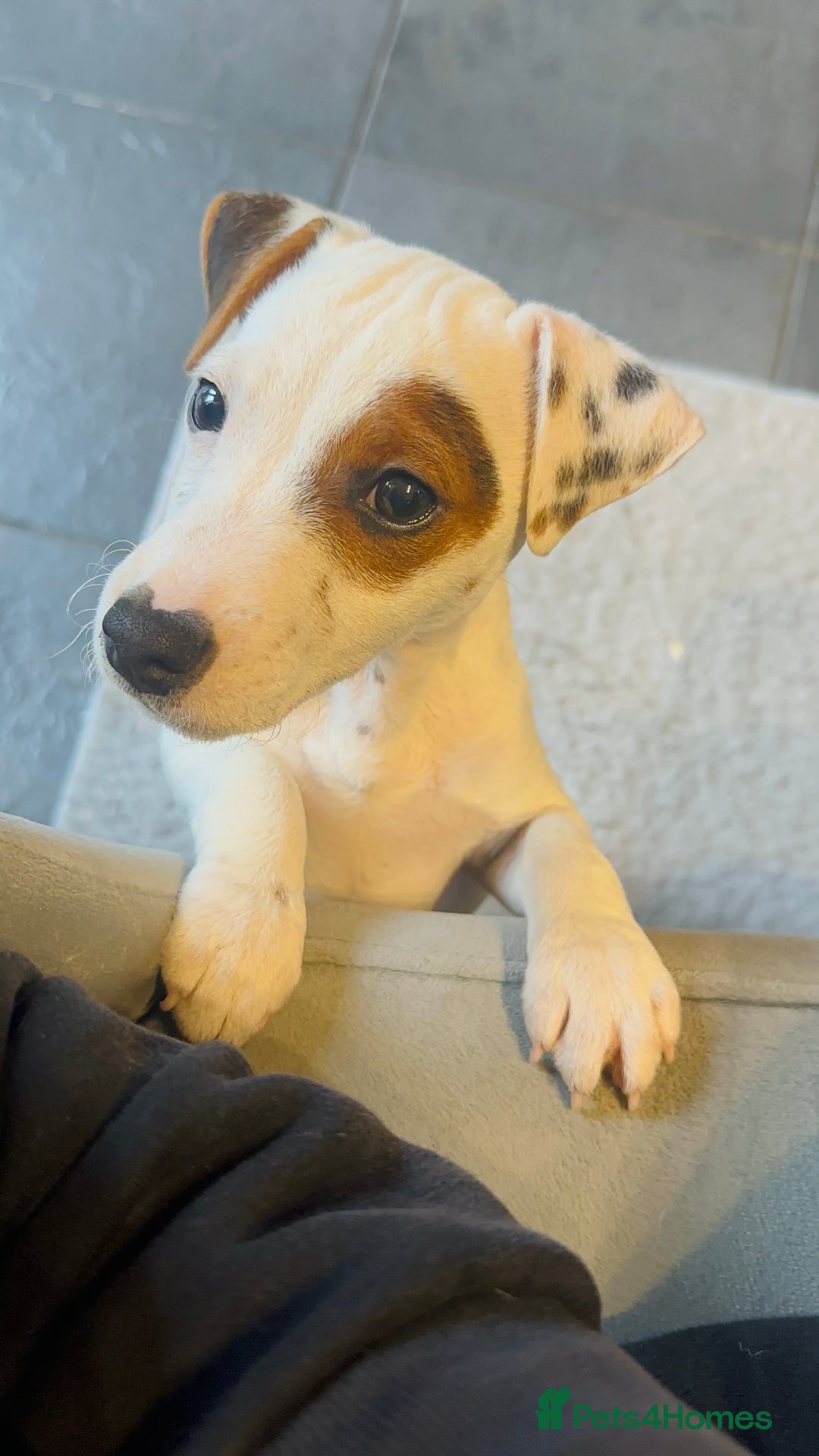 Jack Russell dogs for sale: Jack Russell  - Image 3