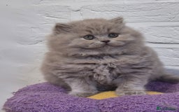 British Longhair cats for sale: GCCF Registered British Longhair kittens - Image 5
