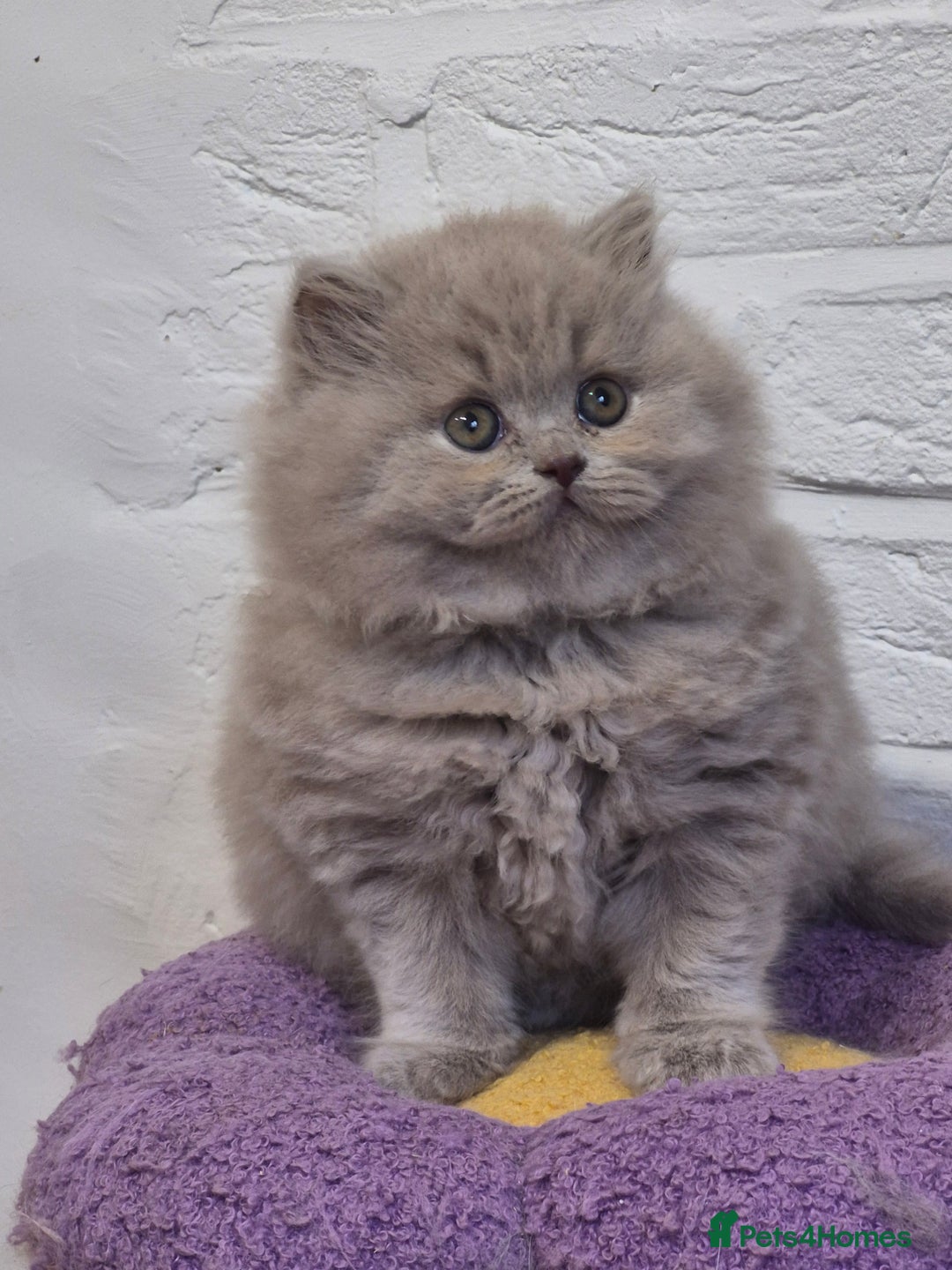 British Longhair cats for sale: GCCF Registered British Longhair kittens - Image 5
