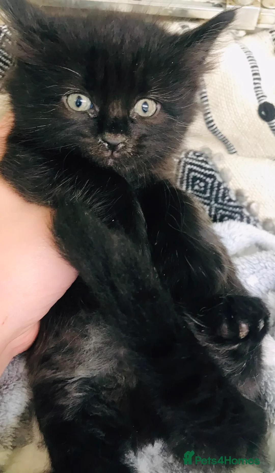 Mixed Breed cats for sale: Turkish angora kitten  - Advert 16