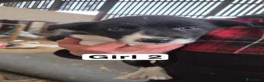 Border Collie 4
