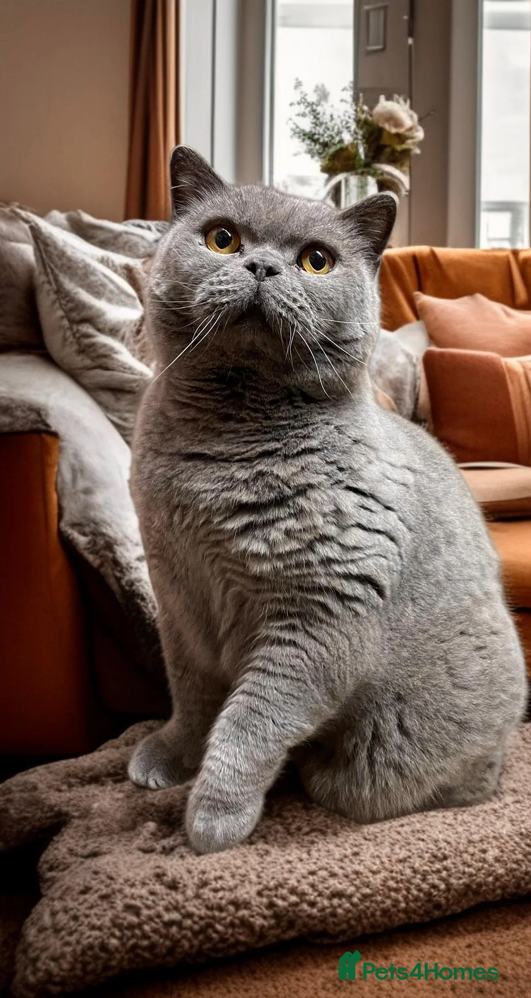 British Shorthair cats for sale: Retired breeding cats for rehoming all neutered  - Advert 2
