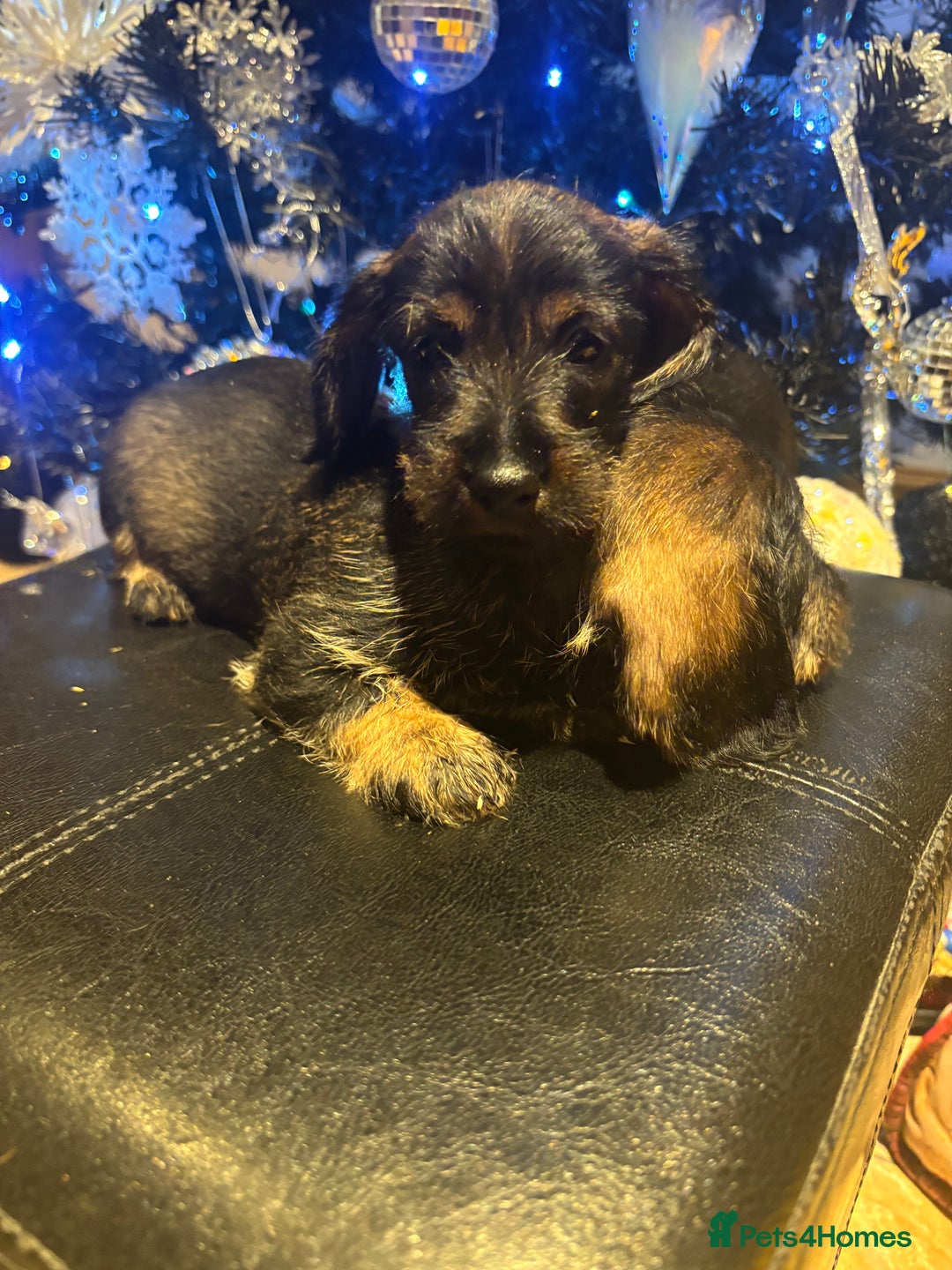 Miniature Dachshund dogs for sale: Wire Haired Dachshunds  - Advert 8