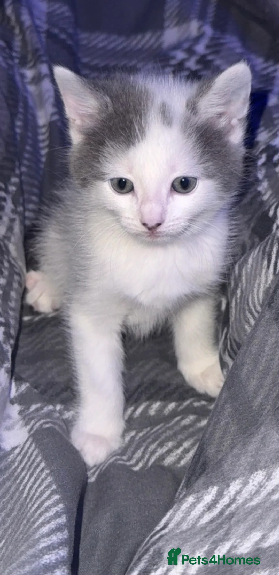 Mixed Breed cats for sale: Grey kitten - Advert 4