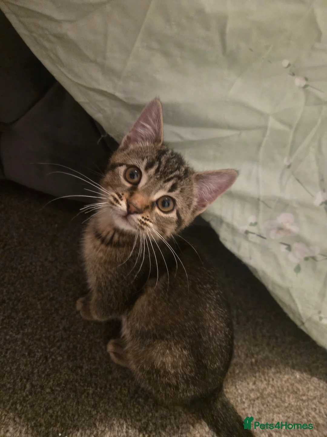 Mixed Breed cats for sale: Beautiful kittens for sale in Hartlepool - Advert 7