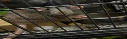Rat rodents for sale: Parrot, Chomp and Fuzzball - Advert 1