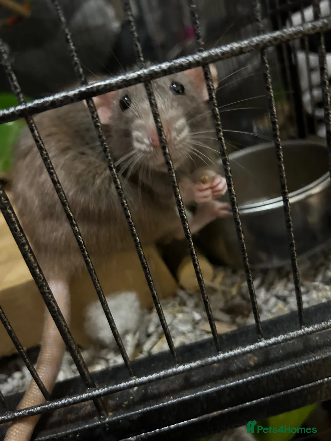 Rat rodents for sale: Parrot, Chomp and Fuzzball - Advert 1