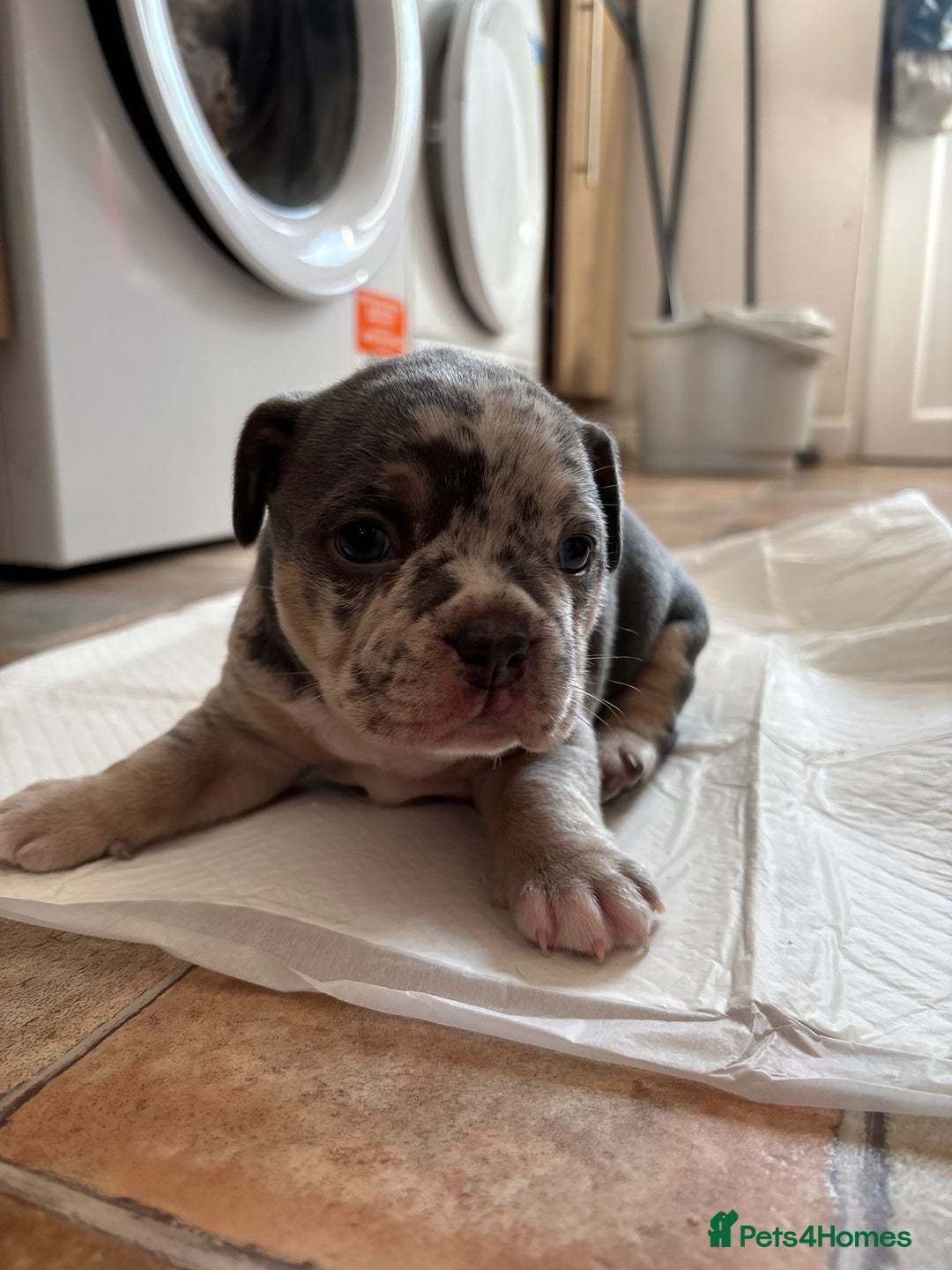 Mixed Breed dogs for sale: French bulldog cross pocket bully puppies  - Image 2
