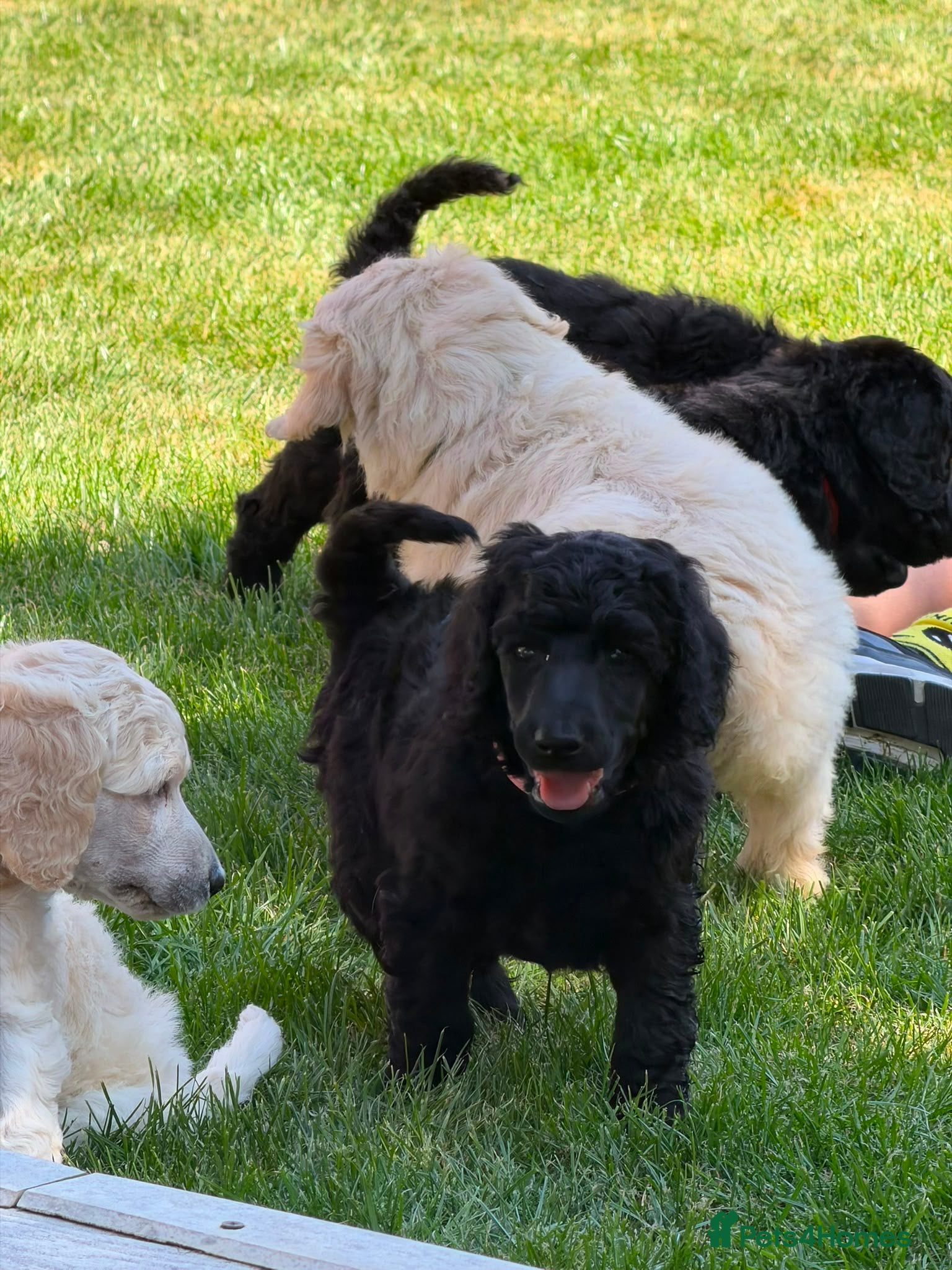 Standard Poodle dogs KC Registered Show Quality Standard Poodle Puppies - Advert 1