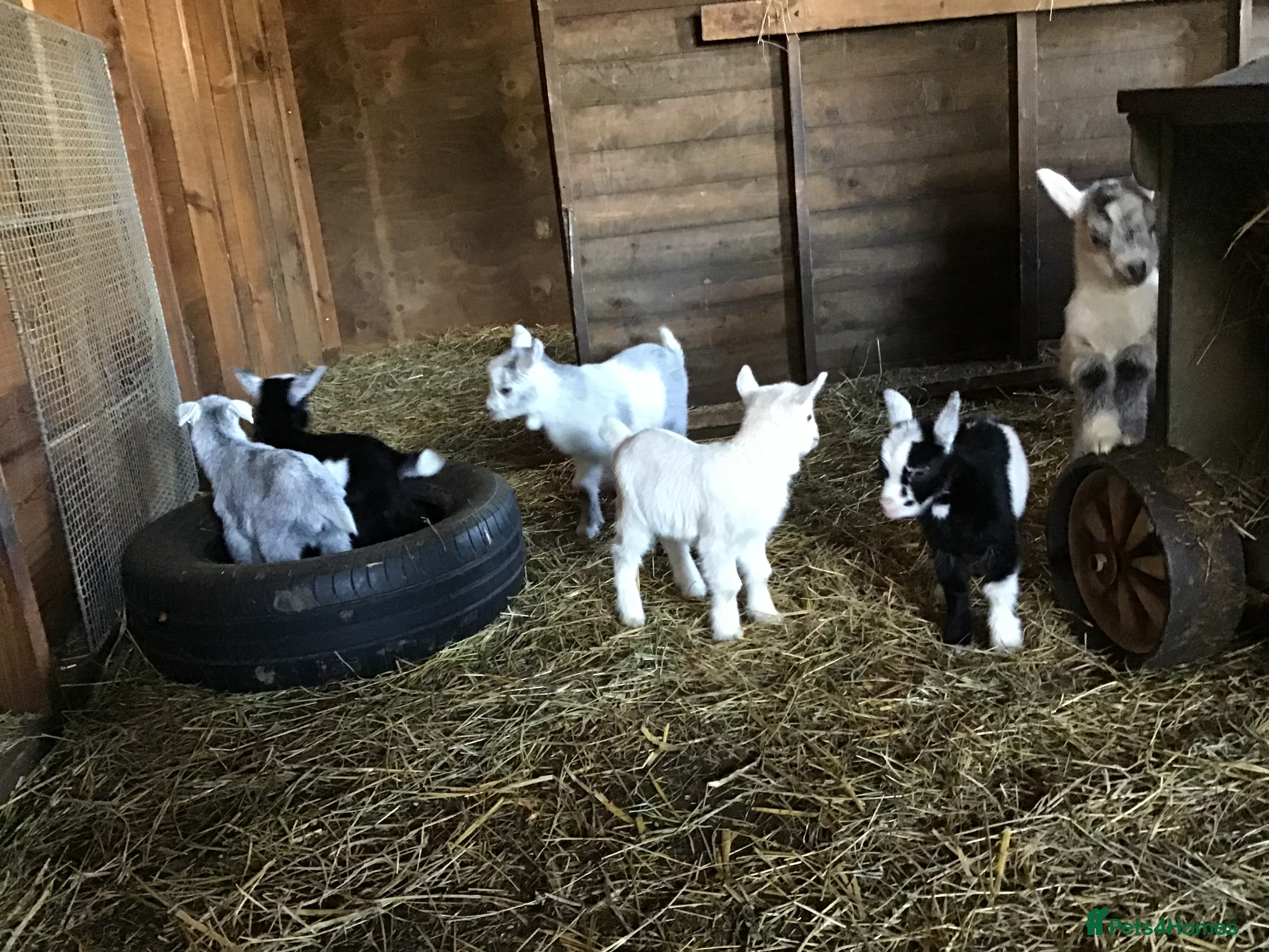 Goats livestock Pygmy goats in Norwich - Advert 1