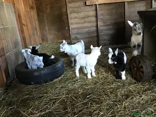 Goats livestock Pygmy goats in Norwich - Advert 6