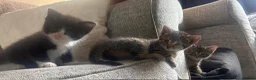 Mixed Breed cats for sale: Cute kittens  - Advert 7