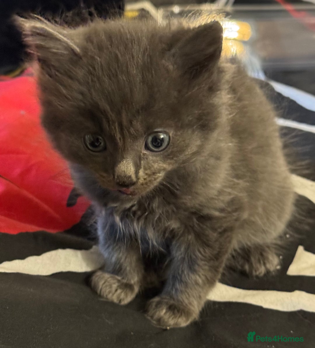 Mixed Breed cats for sale: Grey mixed breed kittens for sale - Advert 3