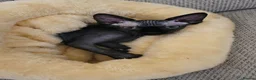 Sphynx cats for sale: 6 month old Female Sphynx Kitten - Advert 4