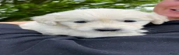 Golden Retriever dogs for sale: 🌟KC Reg cream Golden Retriever puppies due soon🌟 - Advert 10