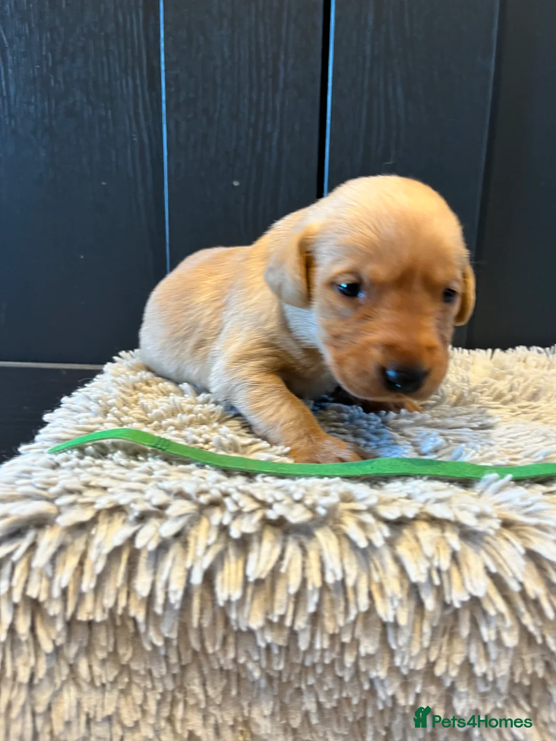 Labrador Retriever dogs for sale:  Fox red Labrador pups for sale, KC registered - Advert 28