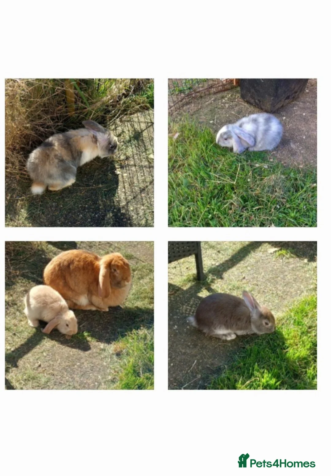 French Lop rabbits for sale: Pure french lop baby rabbits ready 4th april - Advert 1