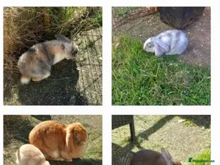 French Lop rabbits Pure french lop baby rabbits ready 4th april - Advert 1