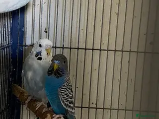 Budgerigars birds 3 budgies searching for their new homes - Advert 14