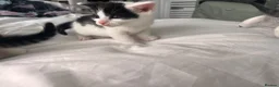 Mixed Breed cats for sale: 3 males, 1 female from loving family home - Advert 26