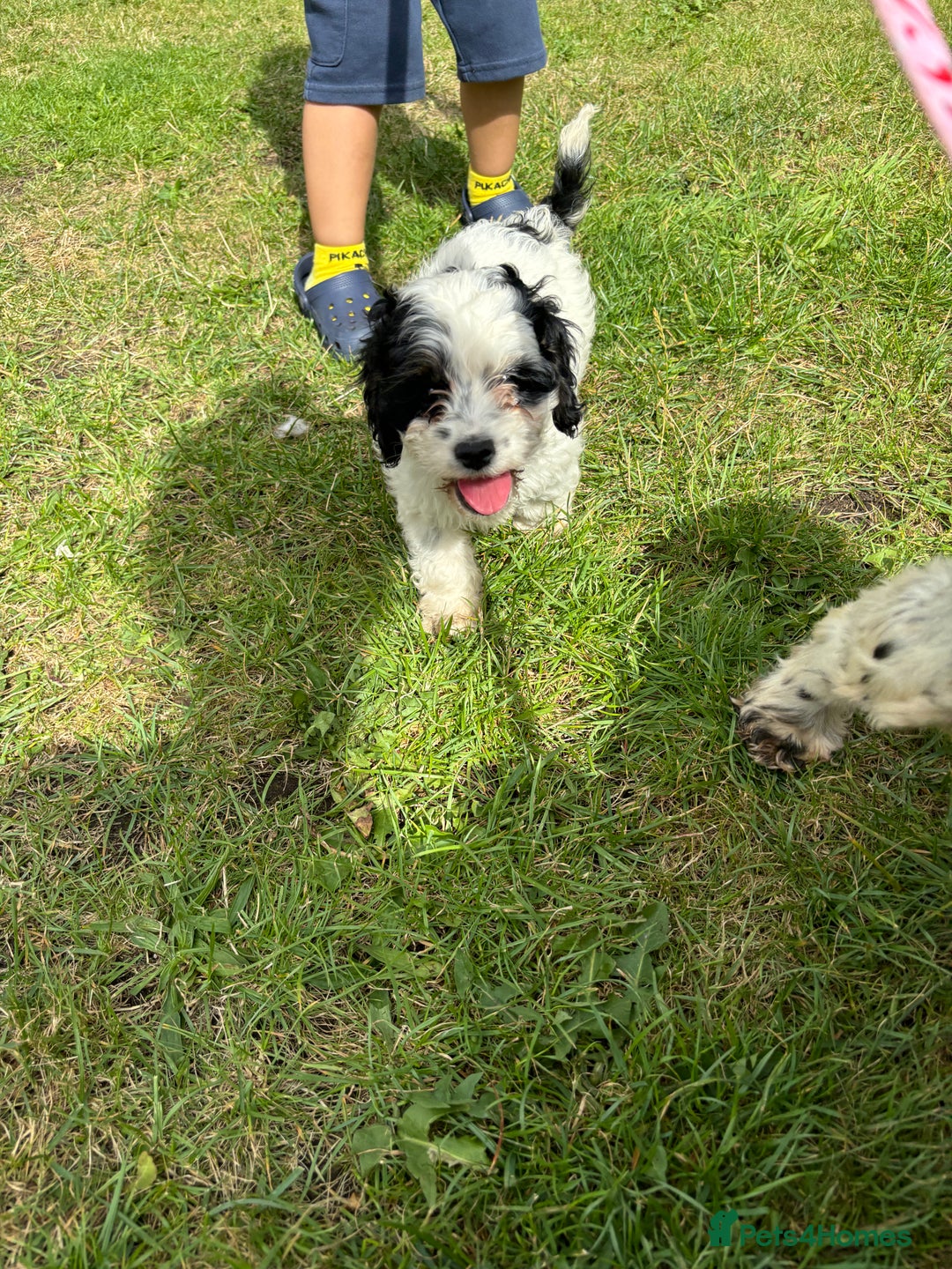 Cockapoo dogs for sale: AMERICAN COCKAPOO PUPPIES FOR SALE  - Image 6