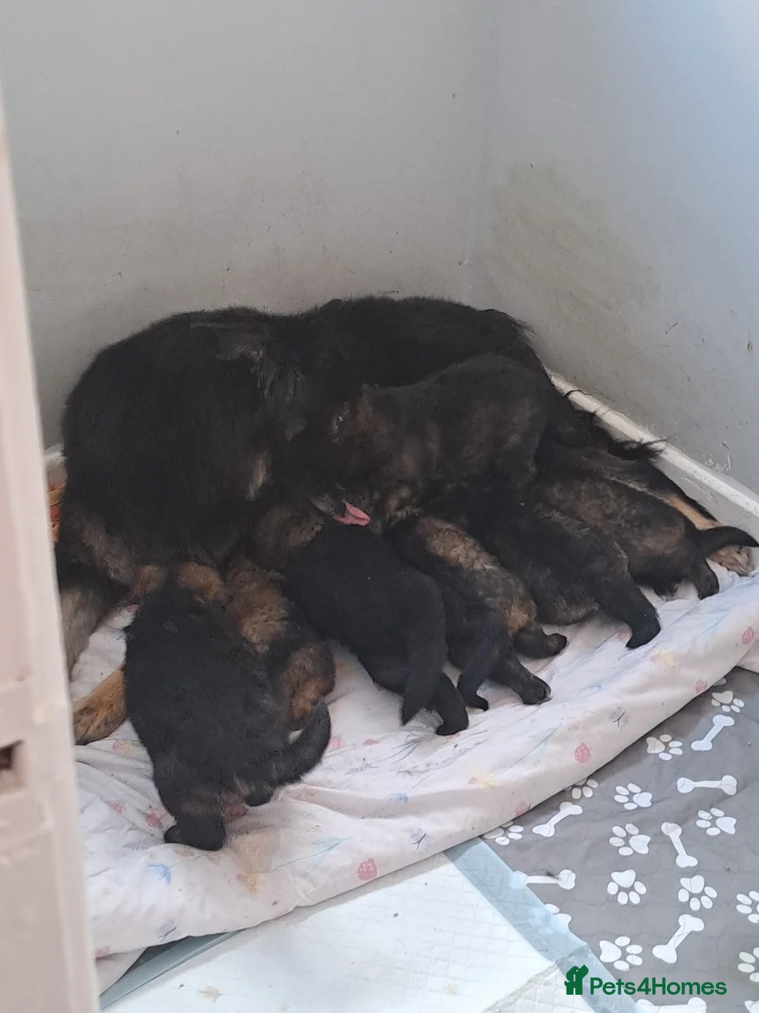 German Shepherd dogs for sale: German Shepherd straight back working line  - Advert 2