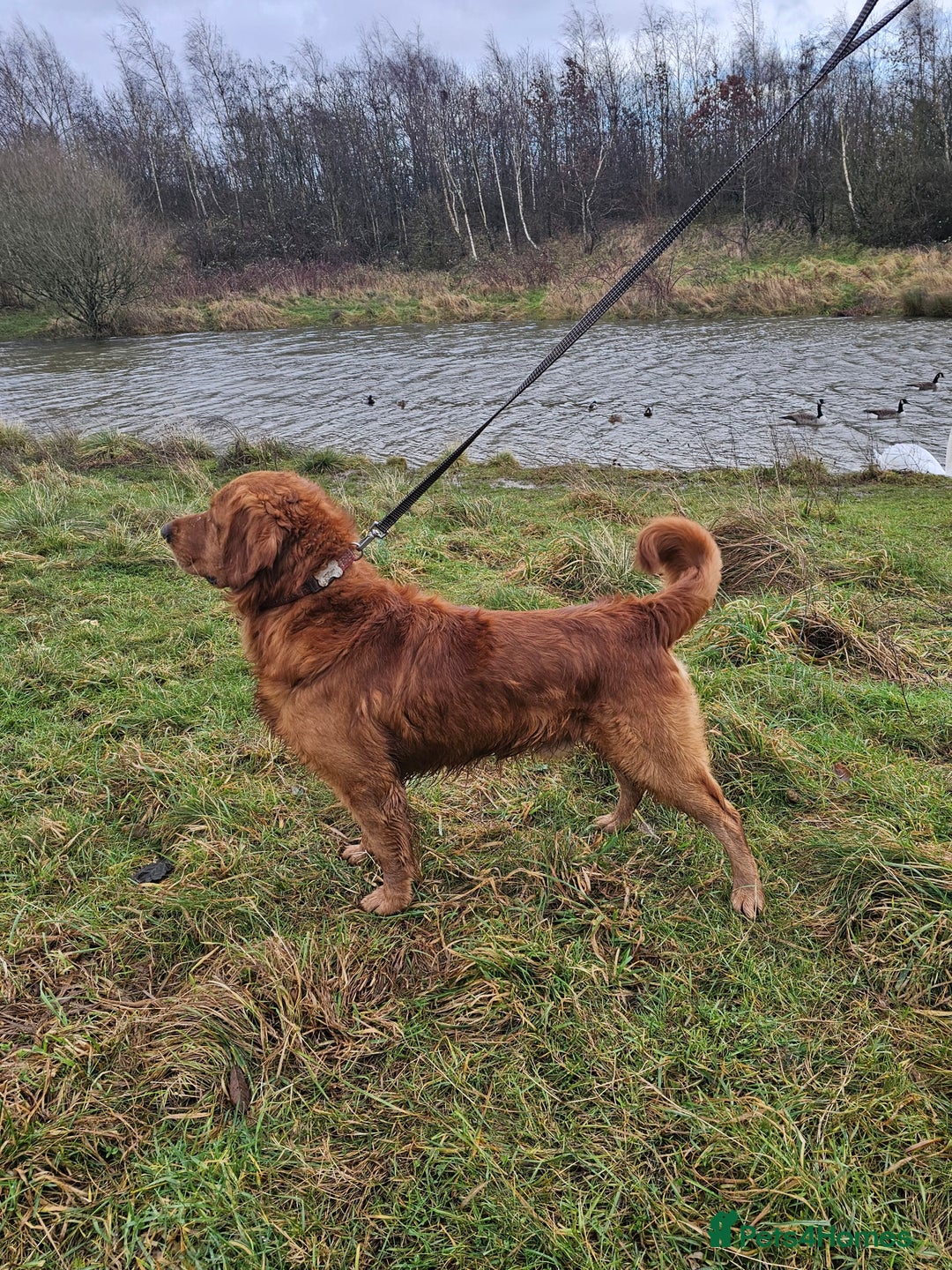 Golden Retriever dogs for stud: Gorgeous KC registered Golden Retriever stud dog  in Chesterfield - Image 3