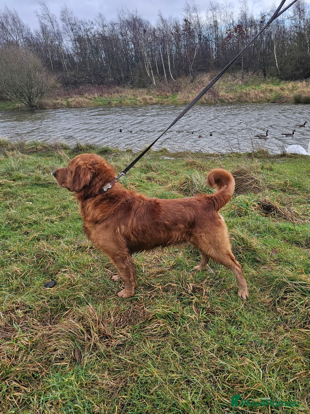 Golden Retriever dogs for stud: Gorgeous KC registered Golden Retriever stud dog  in Chesterfield - Advert 3