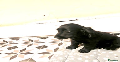 Cocker Spaniel dogs in London - Advert 12