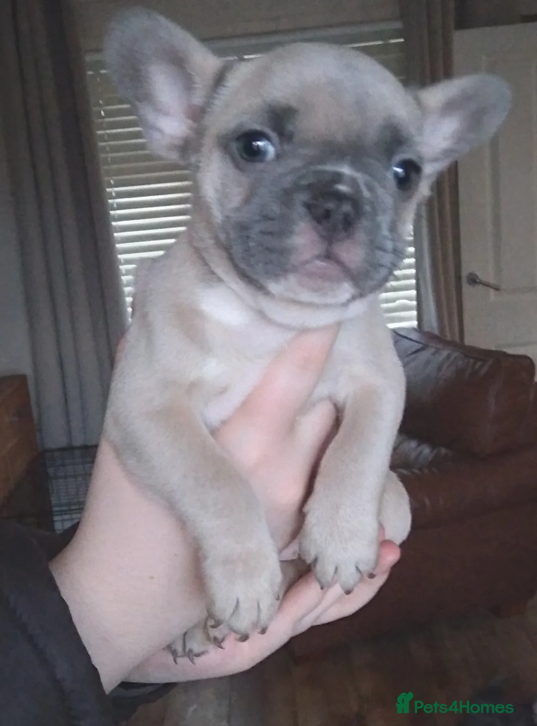 French Bulldog dogs for stud: Kc French bulldog Stud  - Advert 24