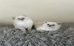 Ragdoll cats for sale: Ragdoll kittens  - Image 4