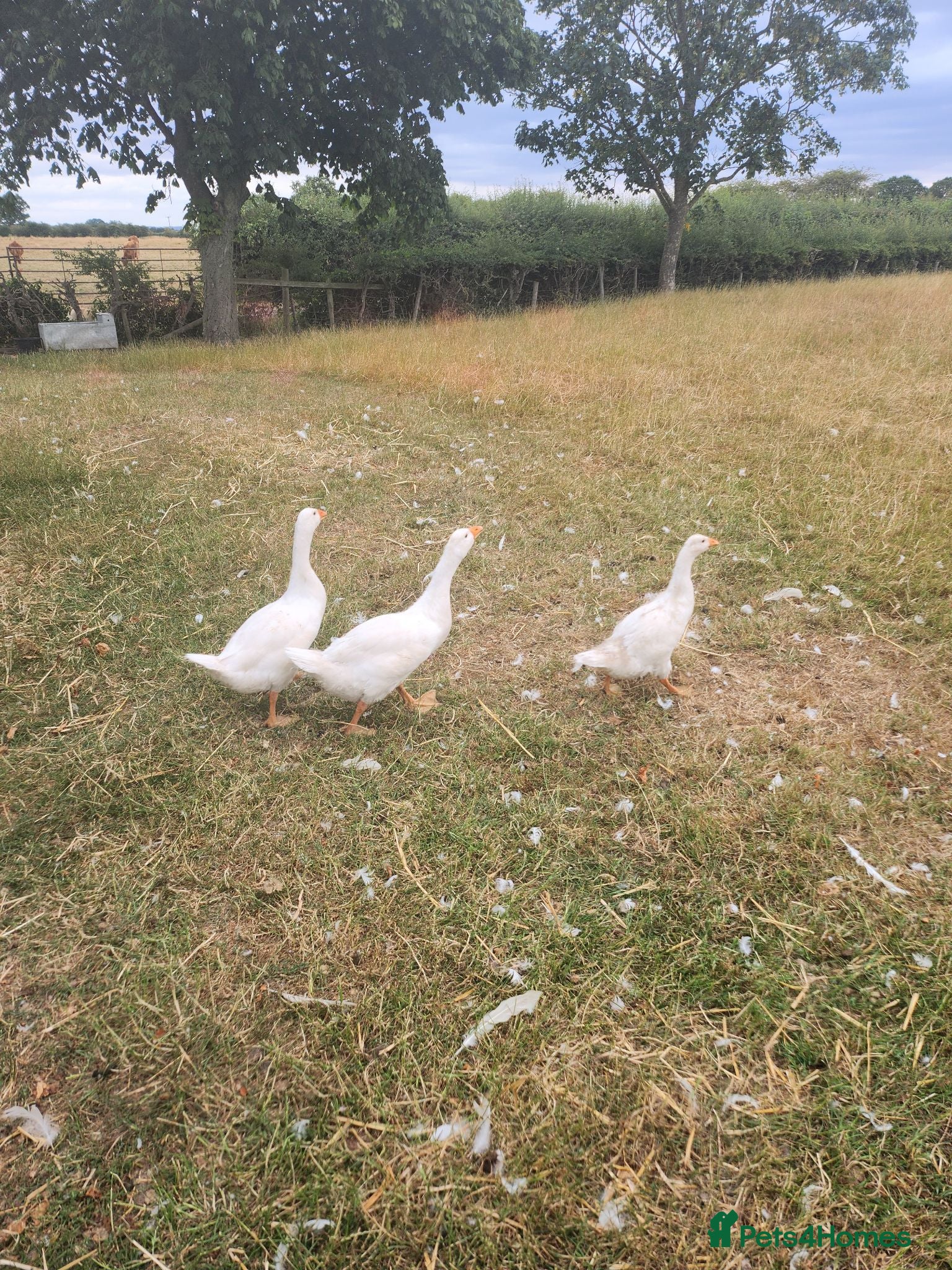 Geese poultry 3 Goslings - Advert 1