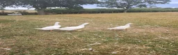 Geese poultry for sale: 3 Goslings in York - Advert 1