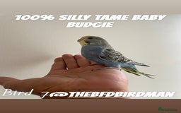 Budgerigars birds for sale: 100% SILLY TAME BABY BUDGIES - Advert 7