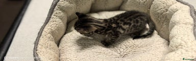 Bengal Kitten 2