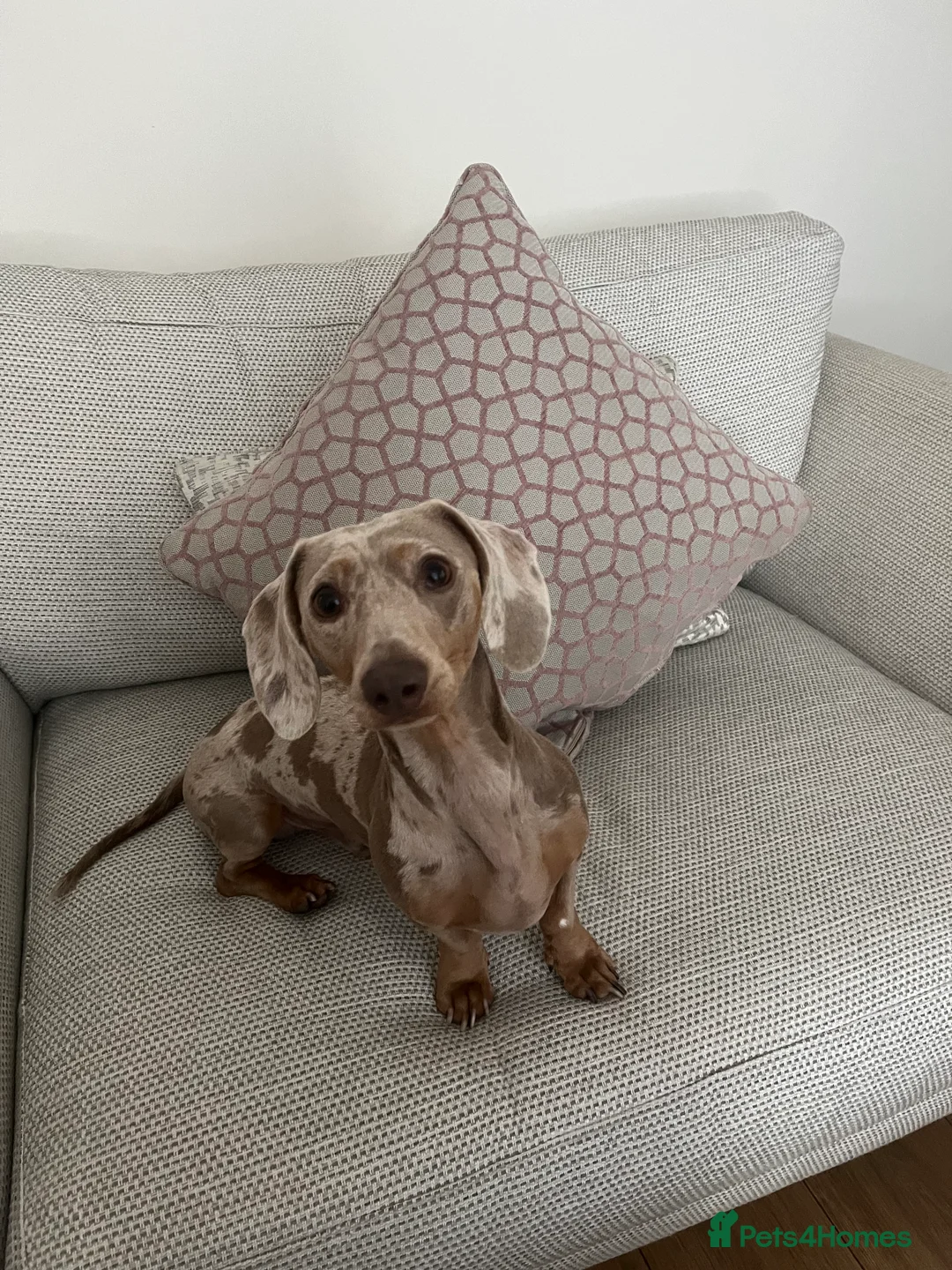 Miniature Dachshund dogs for stud: KC Reg Minature Isabella tan dachshund, For Stud  in Southampton - Advert 4