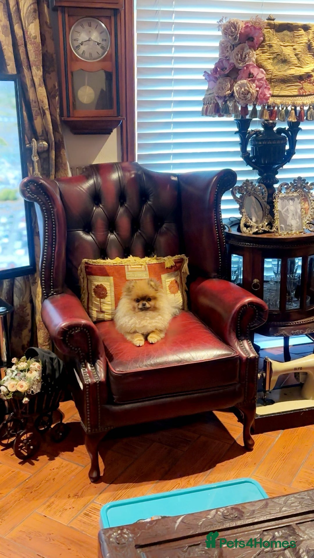 Pomeranian dogs for sale: Stunning tiny teddy bear toy poms - Image 13