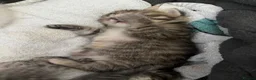 Mixed Breed cats for sale: 6 beautiful kittens available  - Advert 10