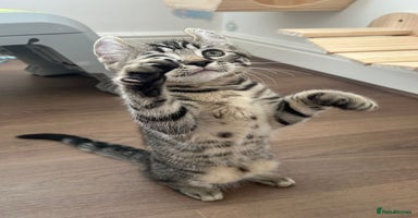 Scottish Fold cats - Advert 2