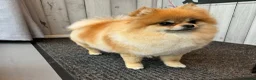 Pomeranian dogs for sale: Orange sable teddy bear type Pomeranians  - Advert 21
